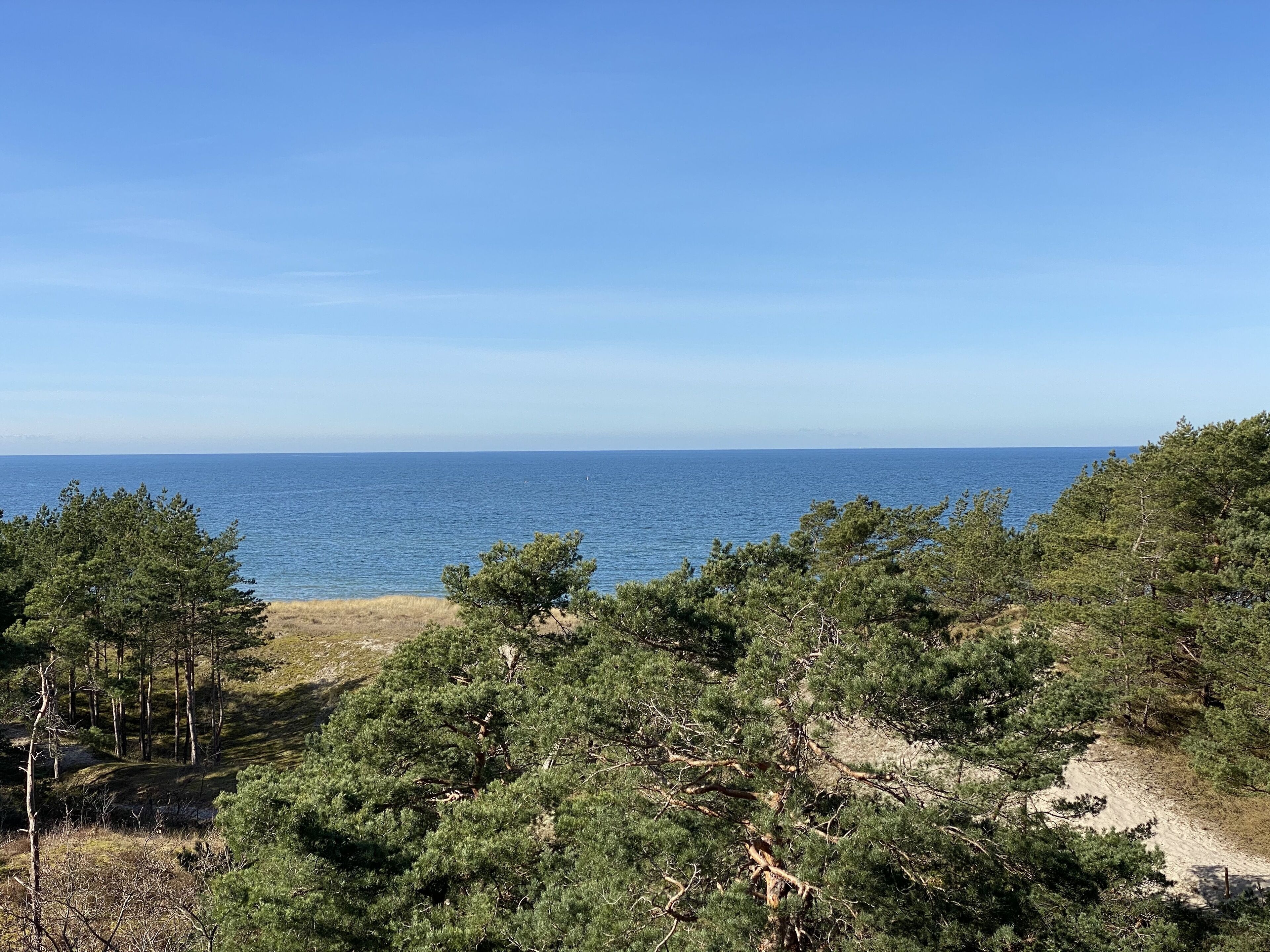 A coastal landscape with dense pine trees and a clear view of the sea.