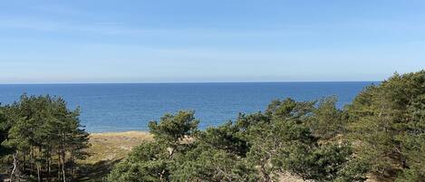 A coastal landscape with dense pine trees and a clear view of the sea.