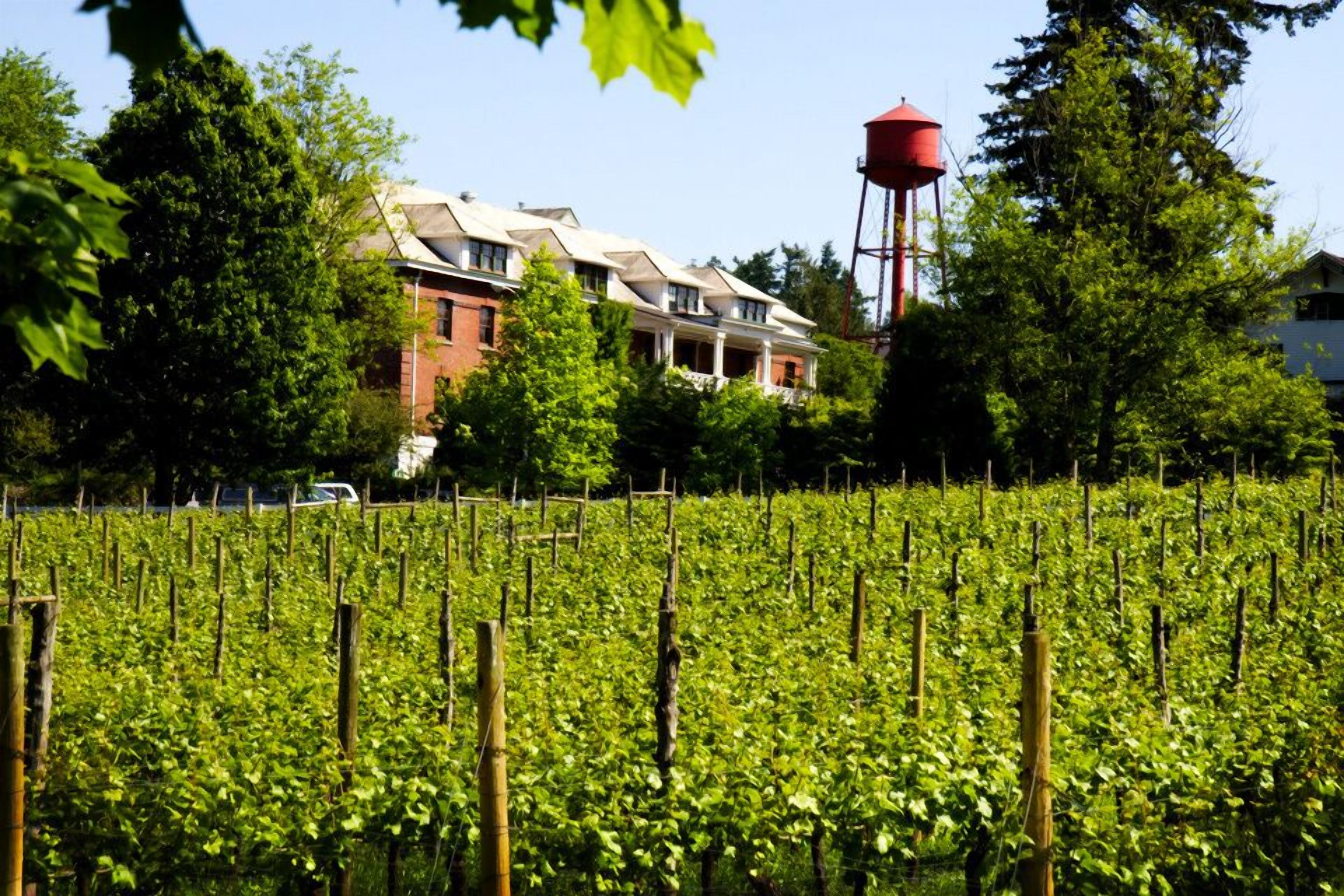 A vineyard with rows of grapevines, a red water tower, and a row of houses in the background.