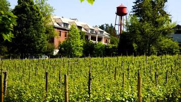 A vineyard with rows of grapevines, a red water tower, and a row of houses in the background.
