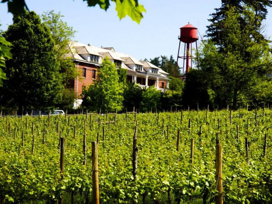 A vineyard with rows of grapevines, a red water tower, and a row of houses in the background.