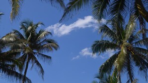 Un cielo azul despejado con palmeras.