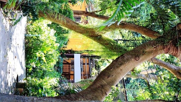 Un árbol con una hamaca colgada entre sus ramas, rodeado de abundante vegetación y un edificio al fondo.