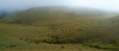 A hilly landscape with sparse vegetation and a foggy atmosphere.