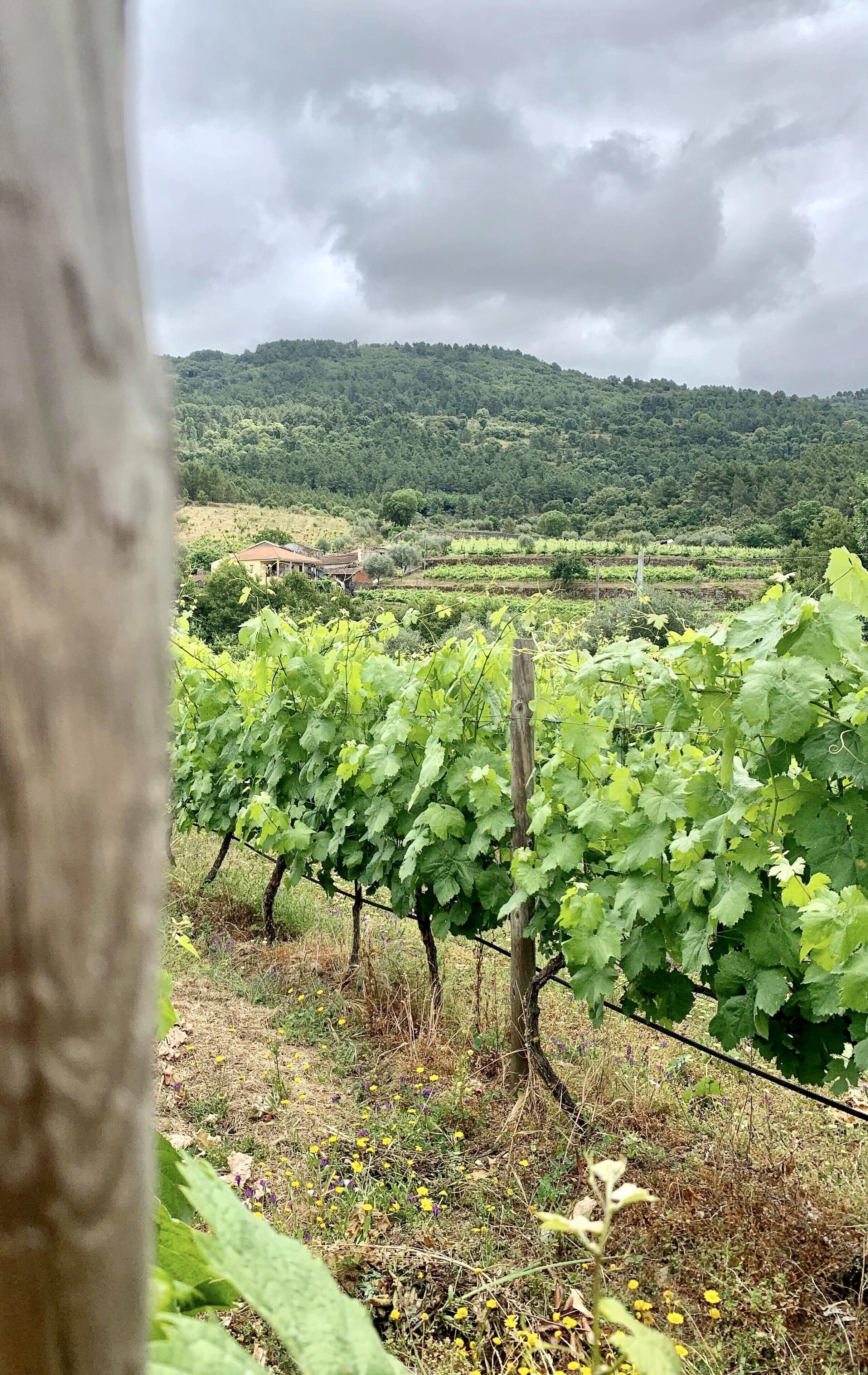 Foto - Casa Grande do Seixo