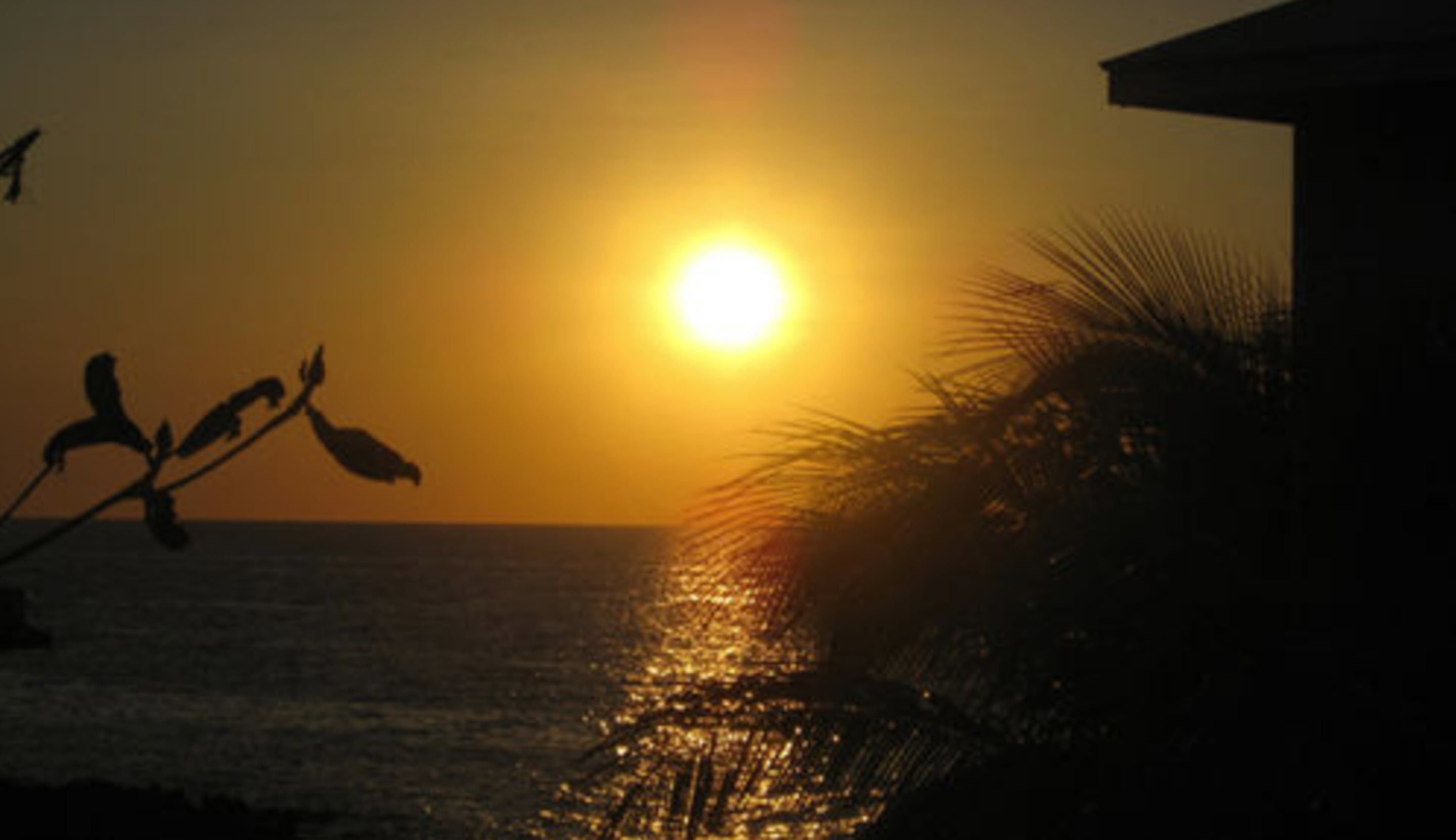 A sunset over the ocean with silhouettes of birds and palm trees.
