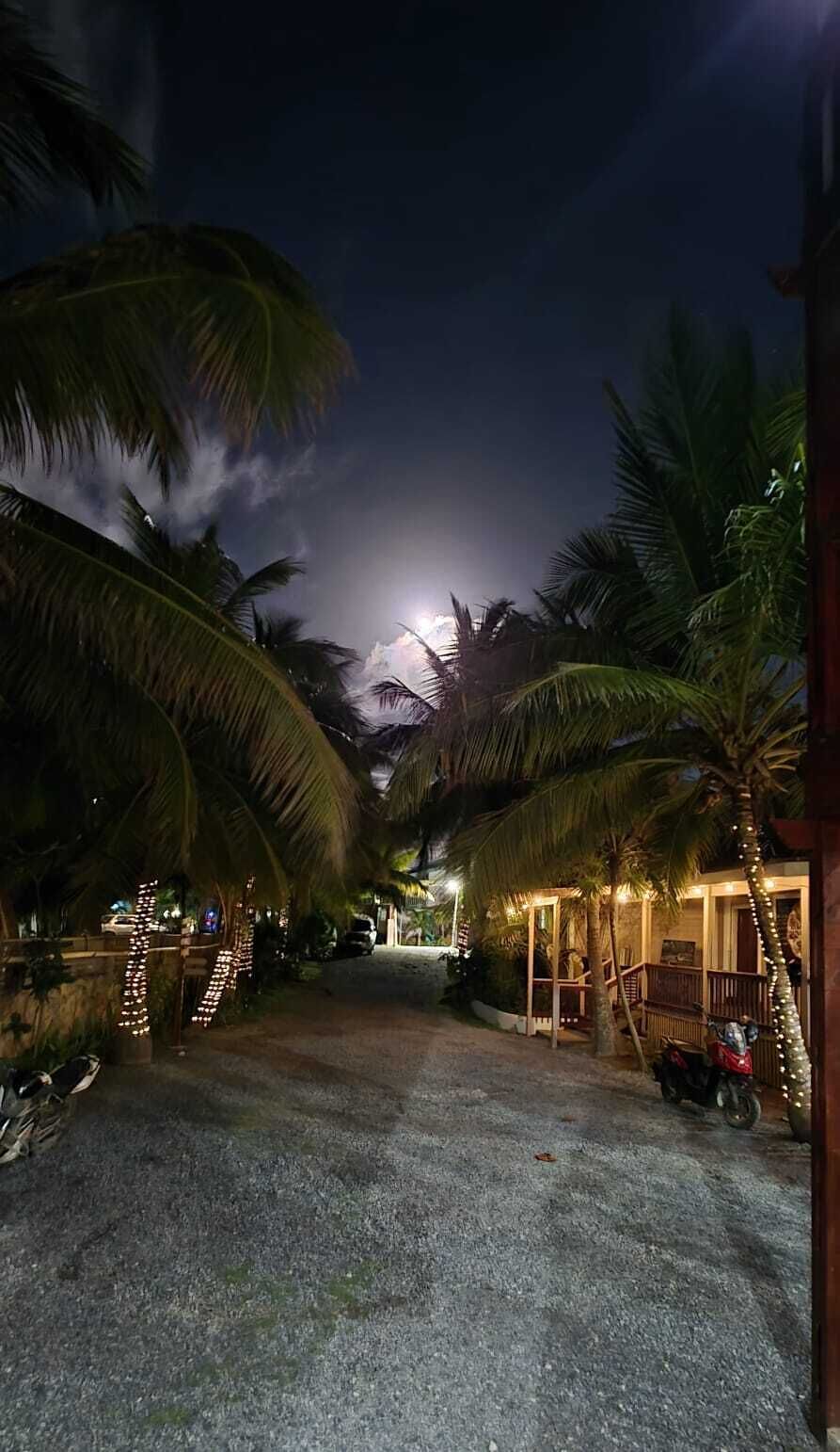 A nighttime scene with a paved pathway flanked by palm trees, leading to a building with a porch.