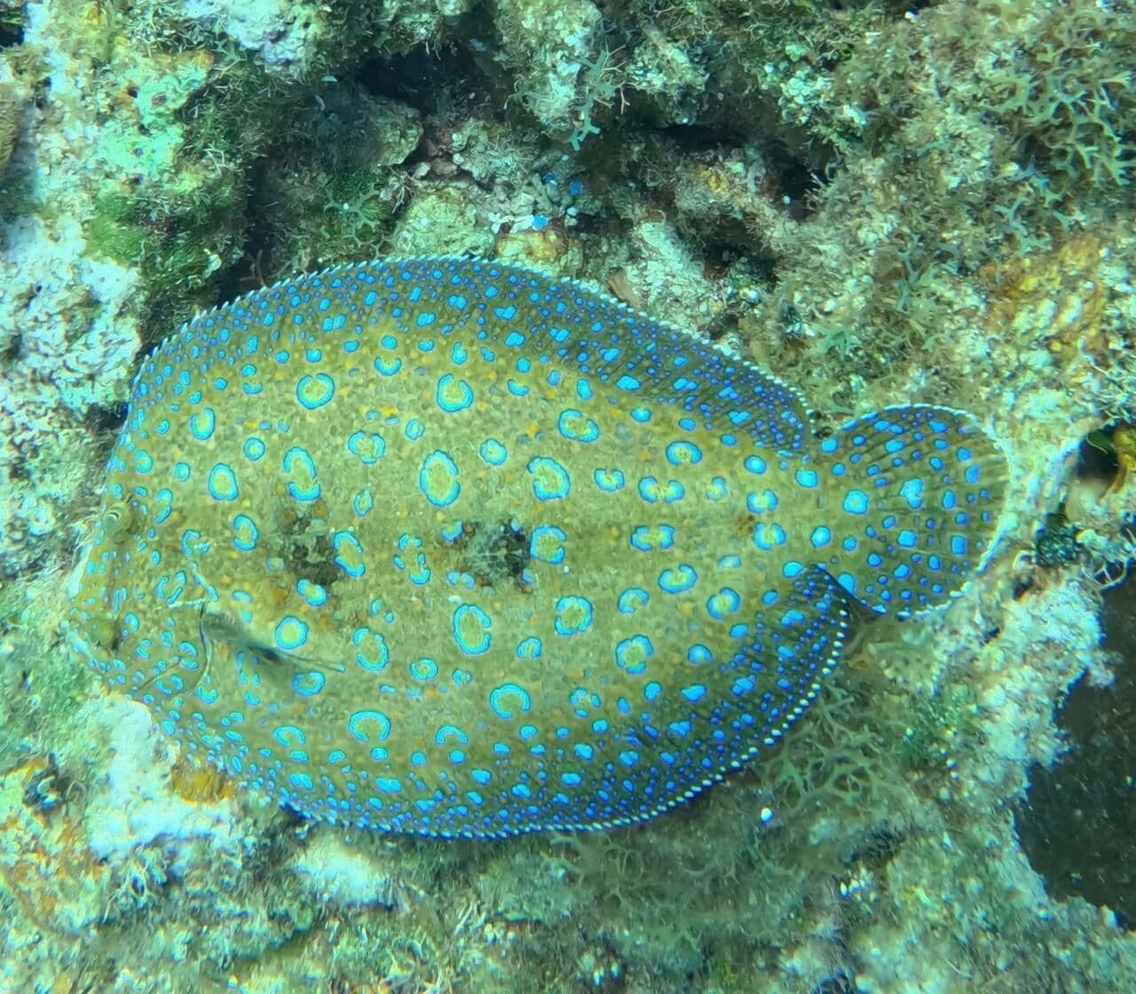 A fish with a pattern of blue spots on a coral reef.