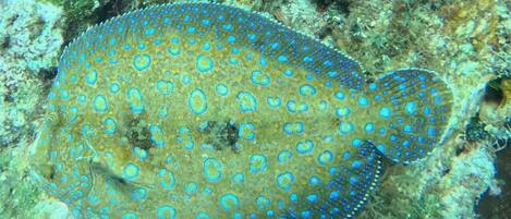 A fish with a pattern of blue spots on a coral reef.