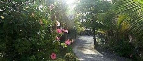 A pathway surrounded by lush greenery and flowering plants.