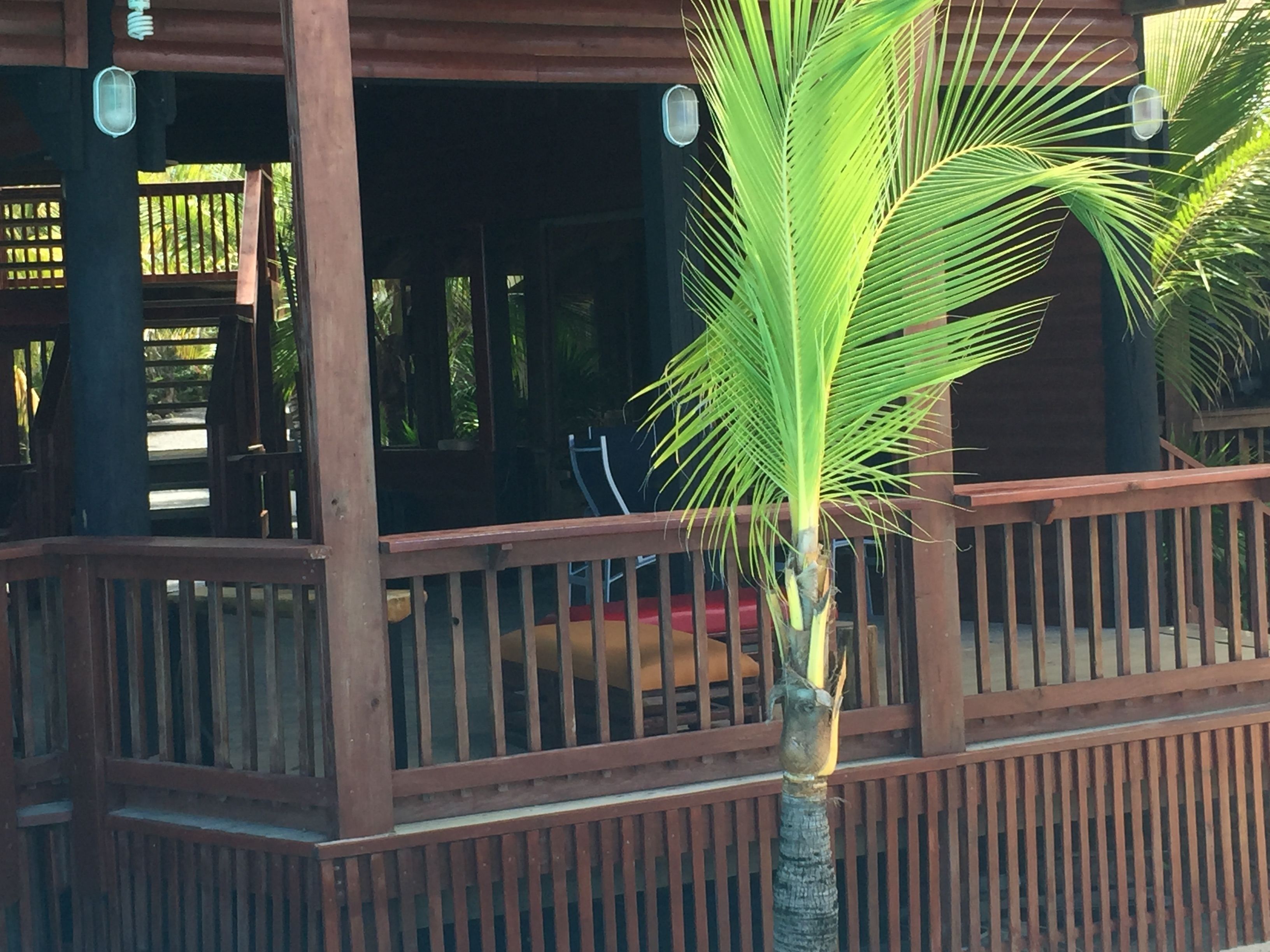 Un espacio exterior de madera con una palmera, barandas de madera y una zona de estar cubierta.