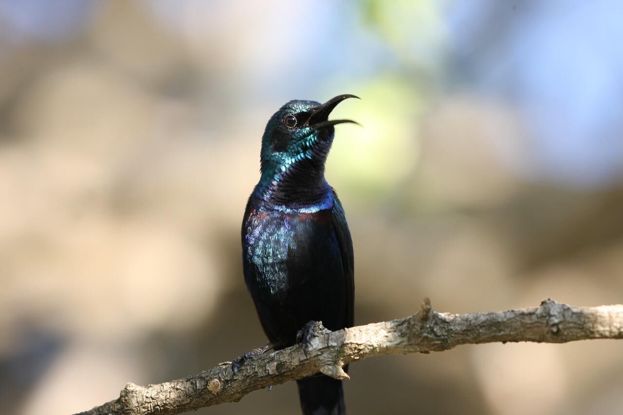 A bird perched on a branch.