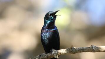 A bird perched on a branch.