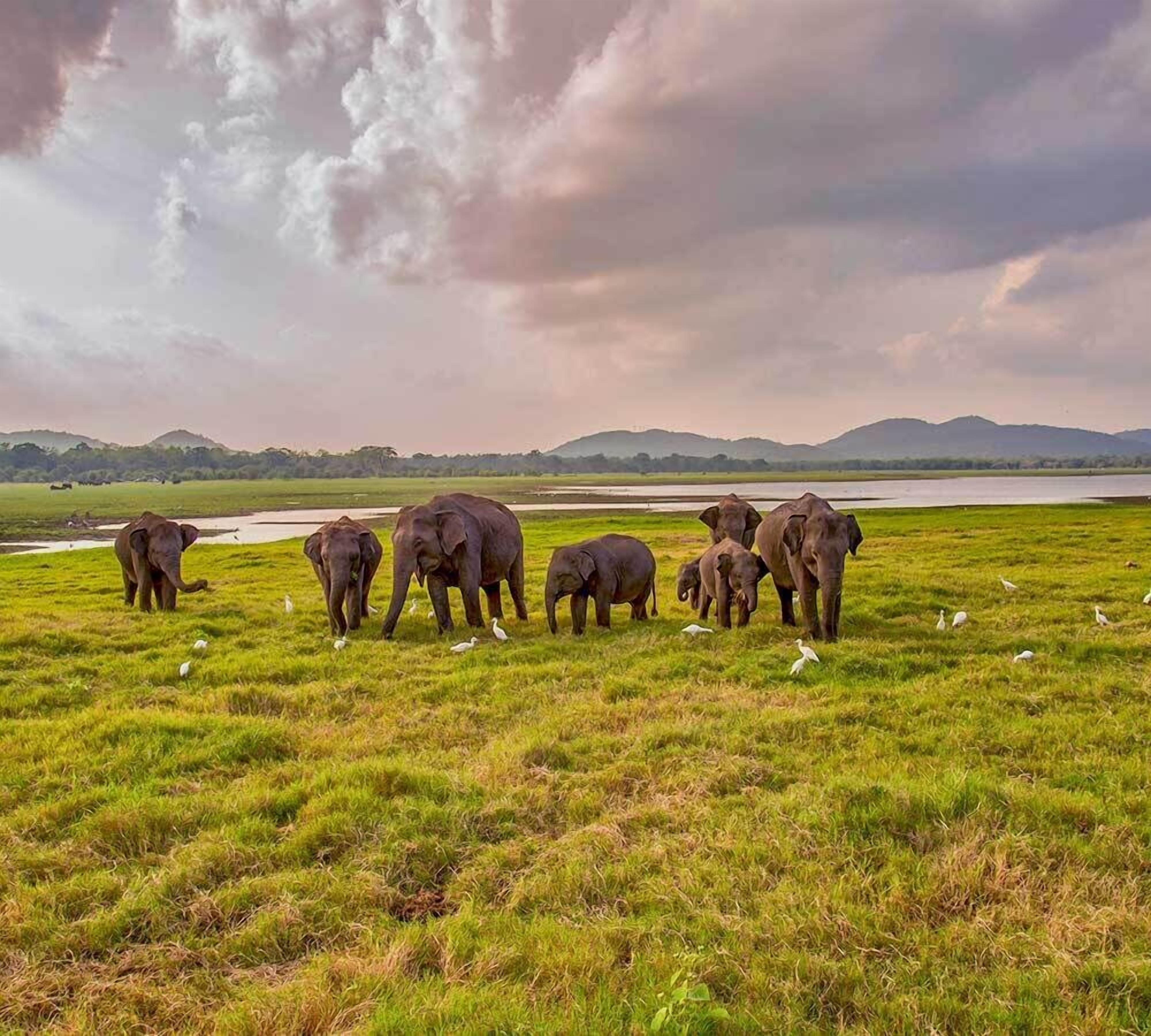 A group of elephants in a grassy field with a lake and mountains in the background.