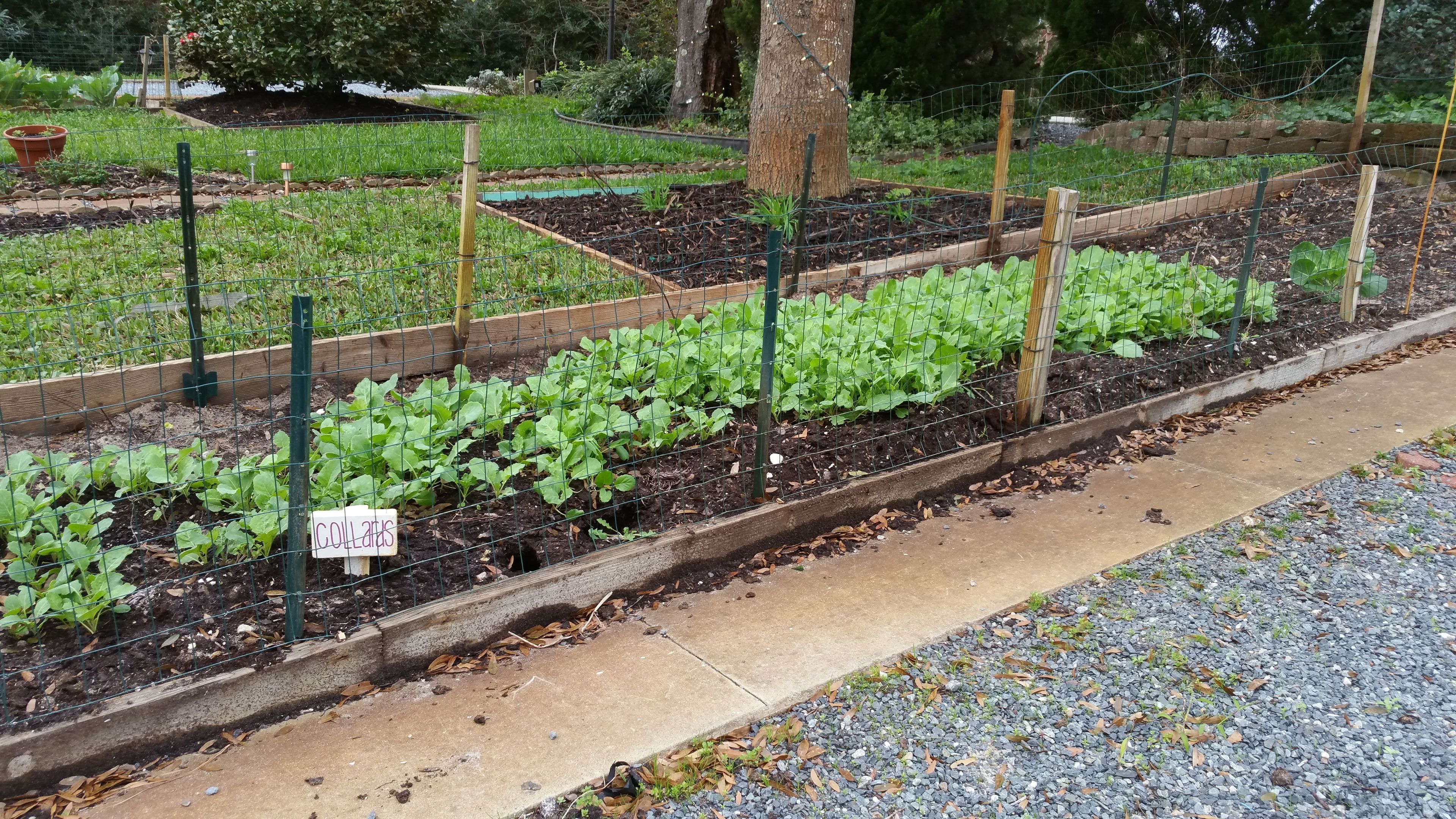 A garden with raised beds, a sign labeled "COLLAR BEANS," and a gravel path.