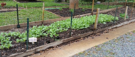 A garden with raised beds, a sign labeled "COLLAR BEANS," and a gravel path.