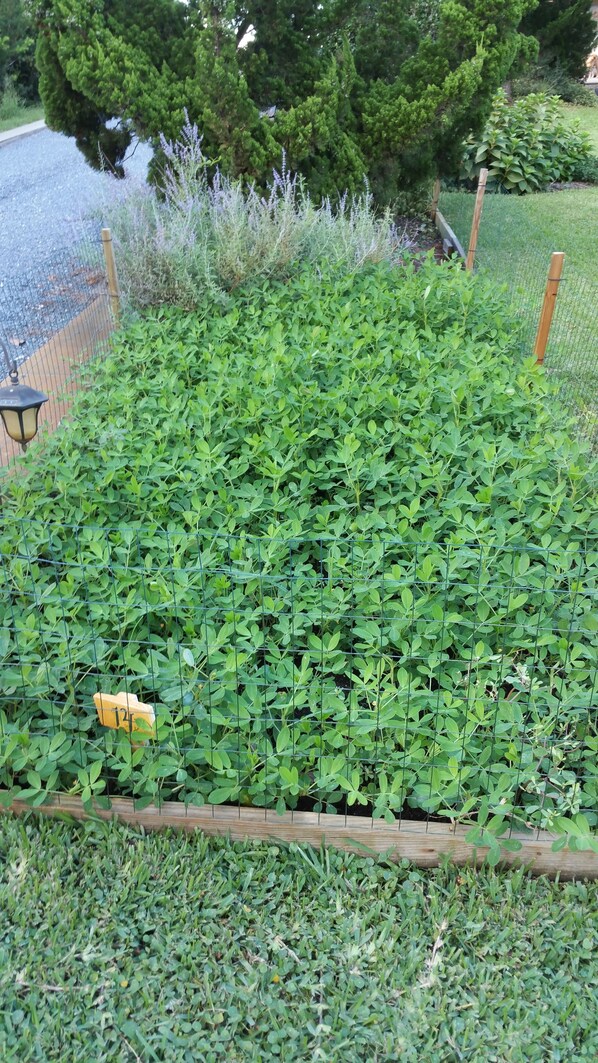 A garden with a variety of plants and a wooden fence.
