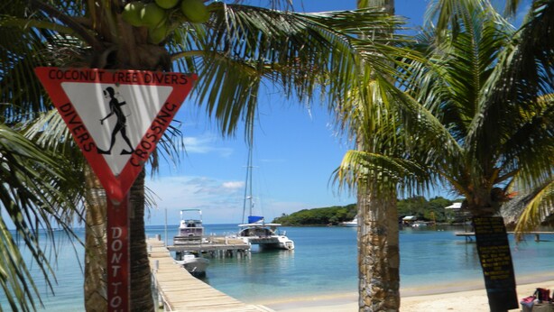 A beach scene with a wooden pier, palm trees, and a sign warning of coconut tree divers. - Mariposa Lodge (Roatan)