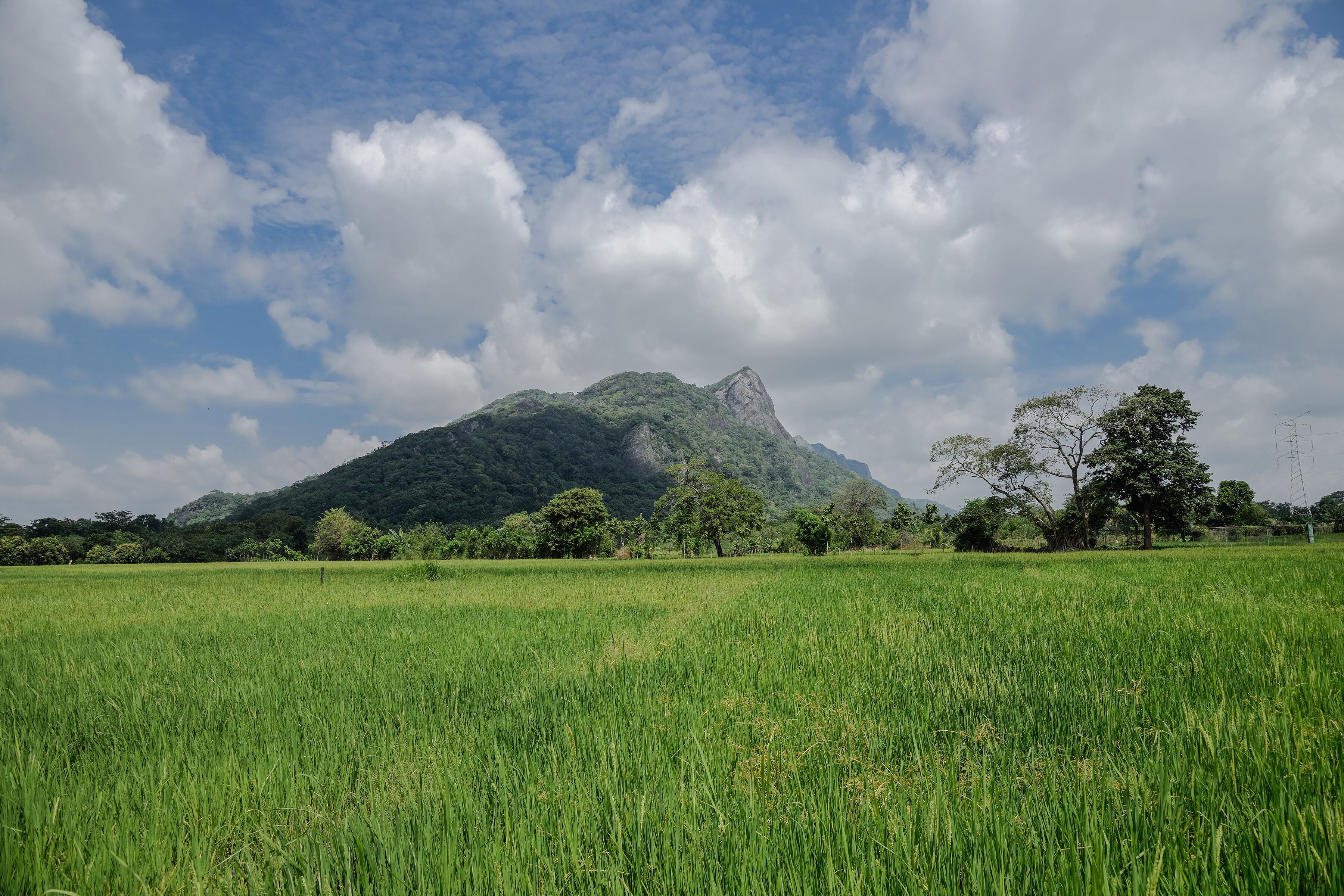 Ein grünes Feld mit einem Berg im Hintergrund.