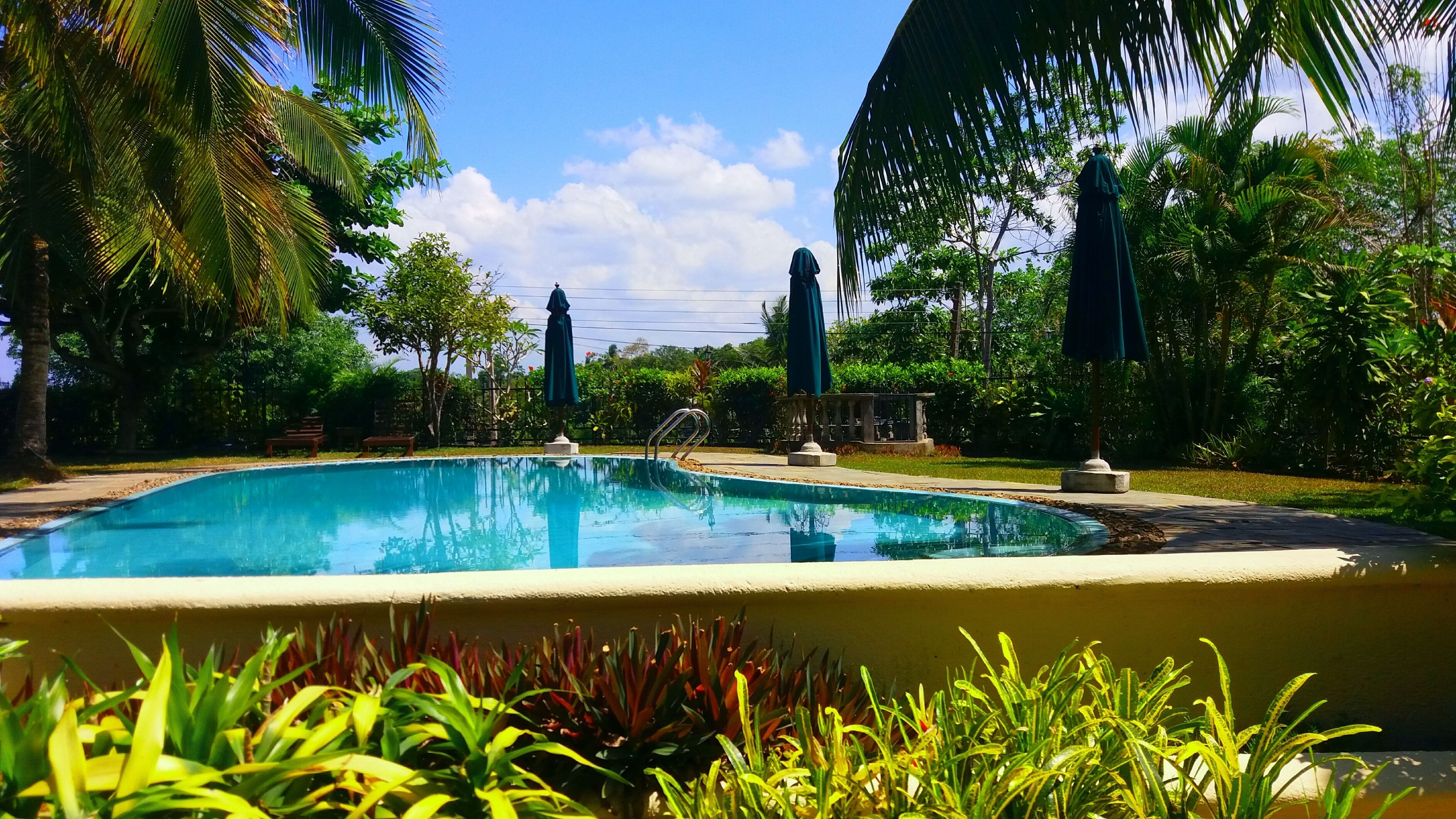 A swimming pool surrounded by lush greenery and palm trees.