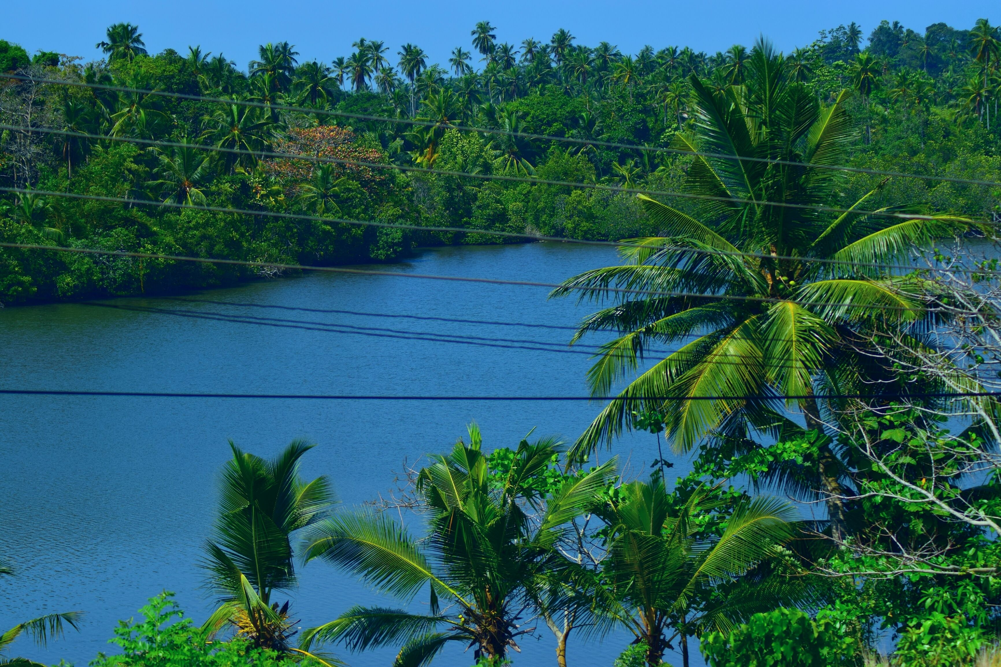 Un paisaje tropical con una masa de agua, abundante vegetación y líneas eléctricas.