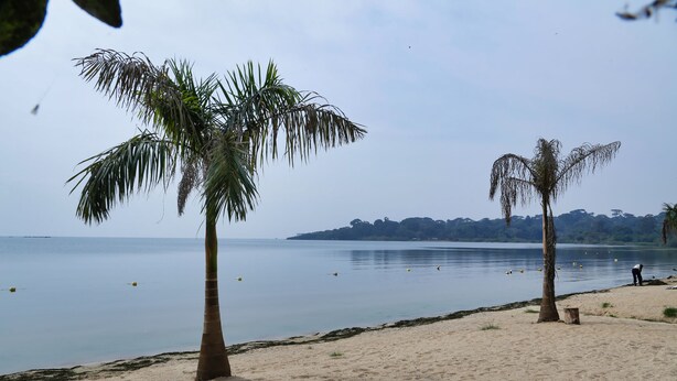 Una playa con palmeras y un mar tranquilo.