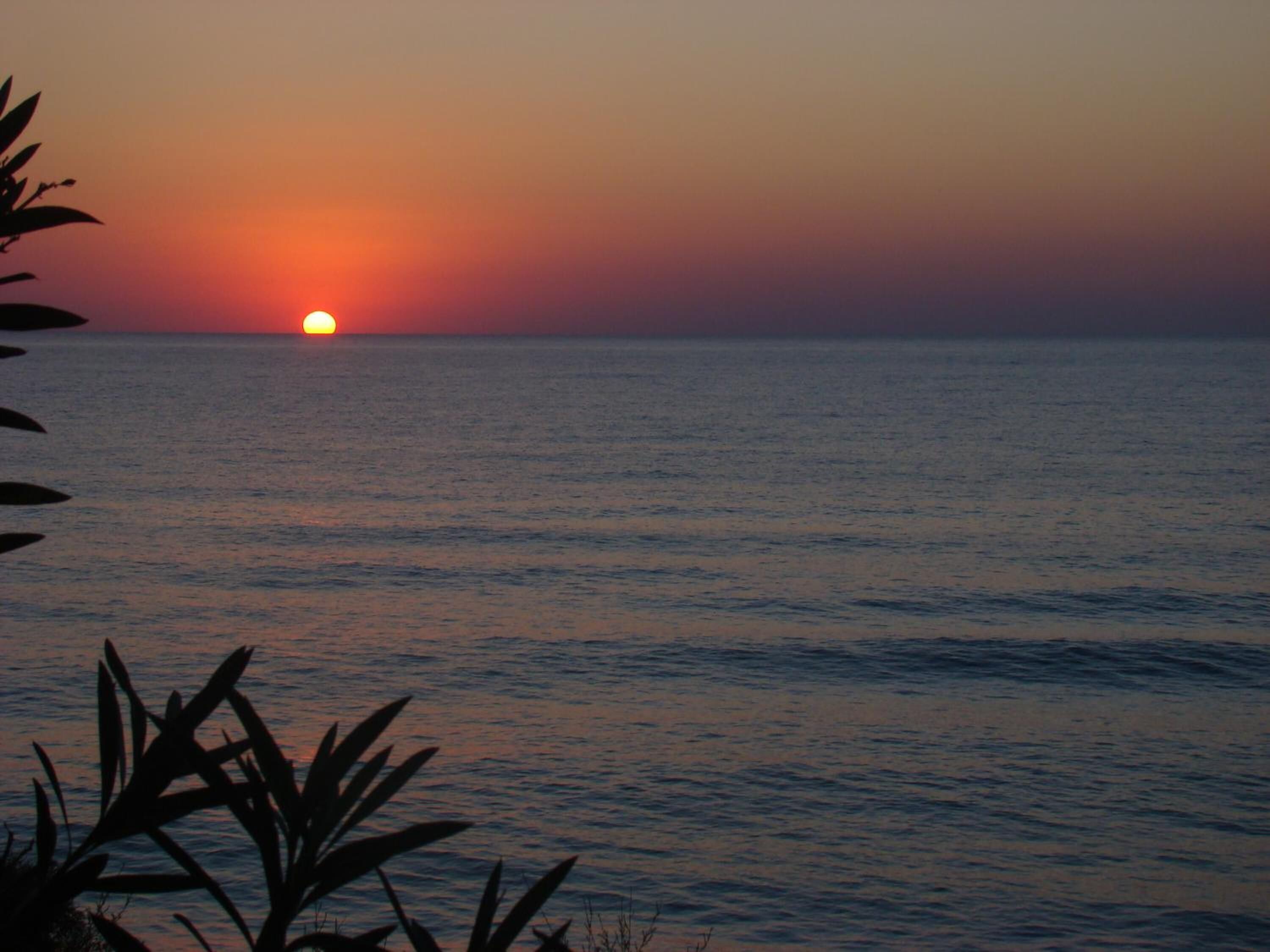 Un sol ponent sobre un mar tranquil amb siluetes de vegetació al primer pla.