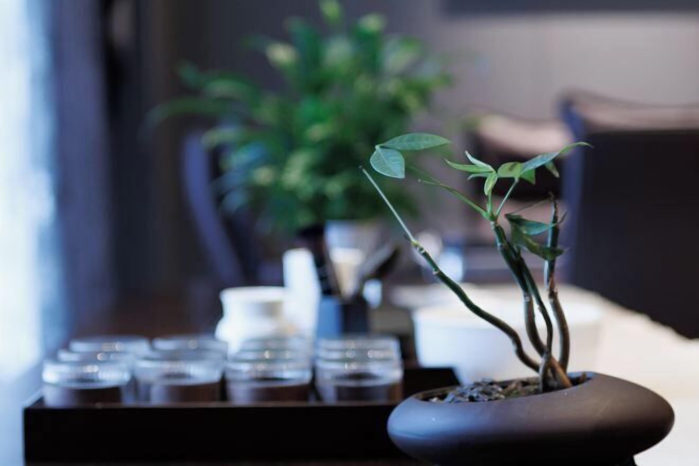 A potted plant with a dark, smooth pot on a table.