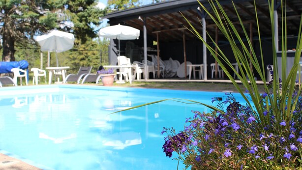 A swimming pool with lounge chairs and umbrellas, surrounded by greenery.