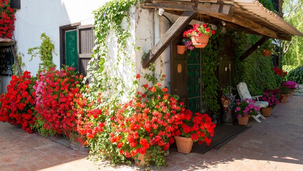 A rustic building with a wooden porch, potted plants, and a variety of flowers. - B&B Villa Sans Souci (Civitavecchia)