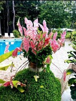 Un jardín con una maceta rosa grande sobre un pedestal de piedra, rodeado de abundante follaje.