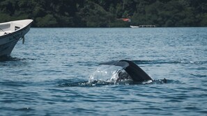 Boating - Palmar Beach Lodge (Bastimentos)