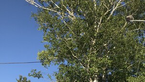 Una casa de dos pisos con techo inclinado, un porche con mobiliario exterior y un árbol grande en la entrada.