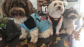 Tres perros sentados sobre una encimera, con hojas otoñales, un muro de ladrillo y una estantería de madera al fondo.