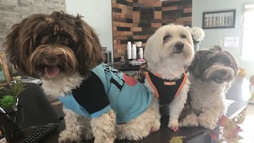 Pet-friendly