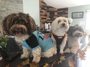 Pet-friendly