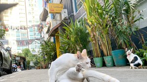 A cat lying on the ground with another cat nearby. - 1Sabai Hostel (Bangkok)