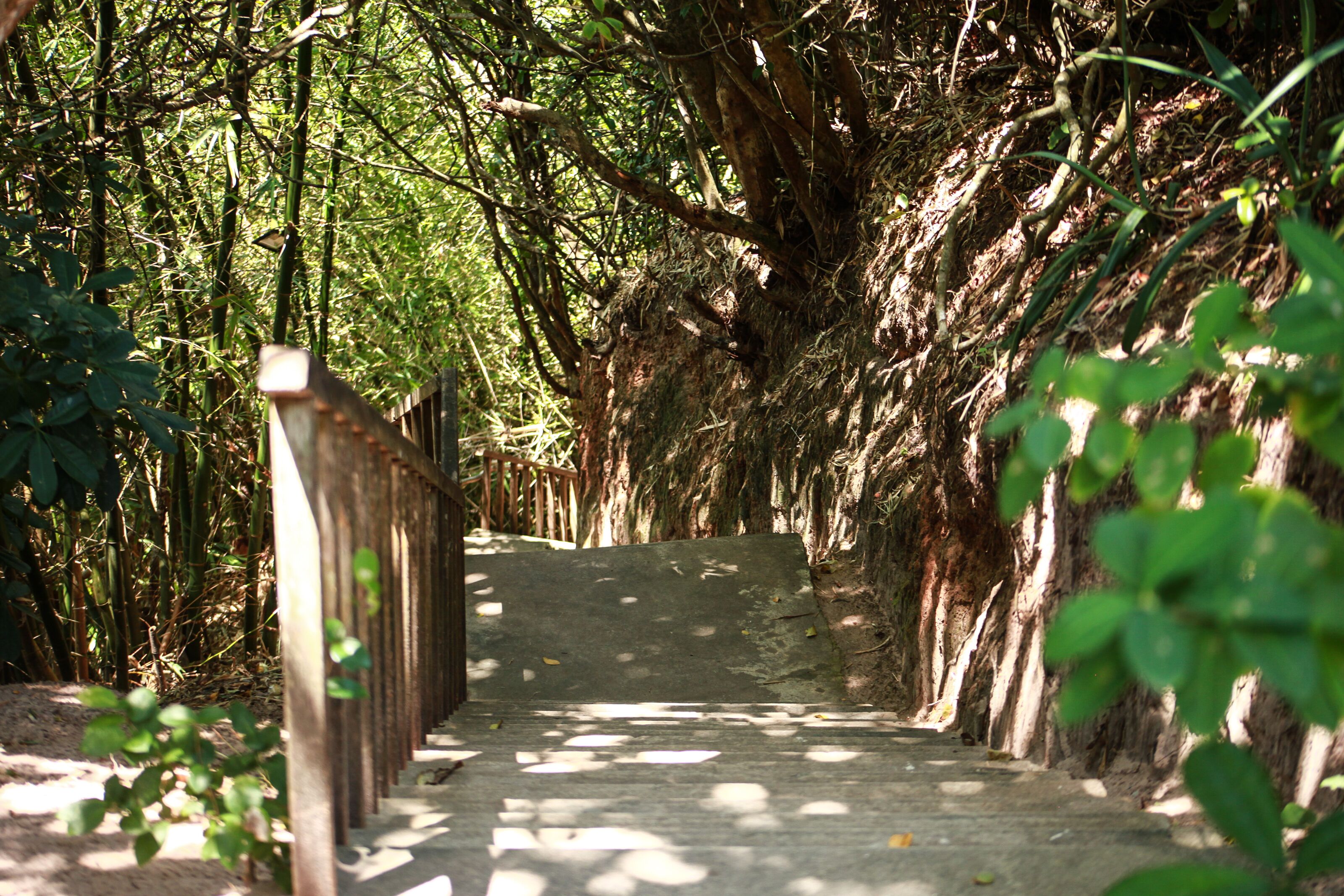 Un étroit sentier en bois, bordé d’une végétation dense composée de bambous et d’arbres.
