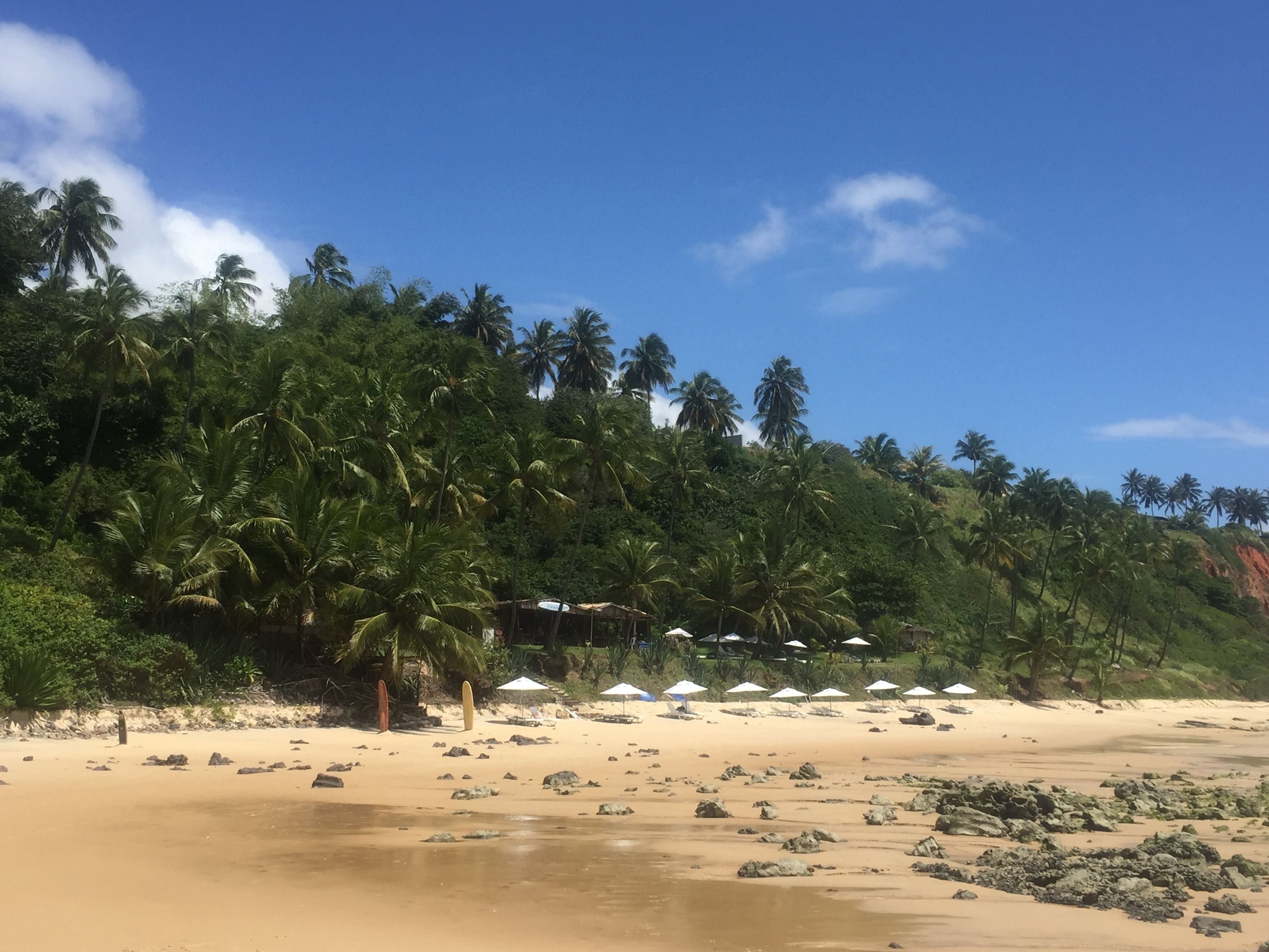 Una playa con palmeras, orilla de arena y sombrillas blancas.
