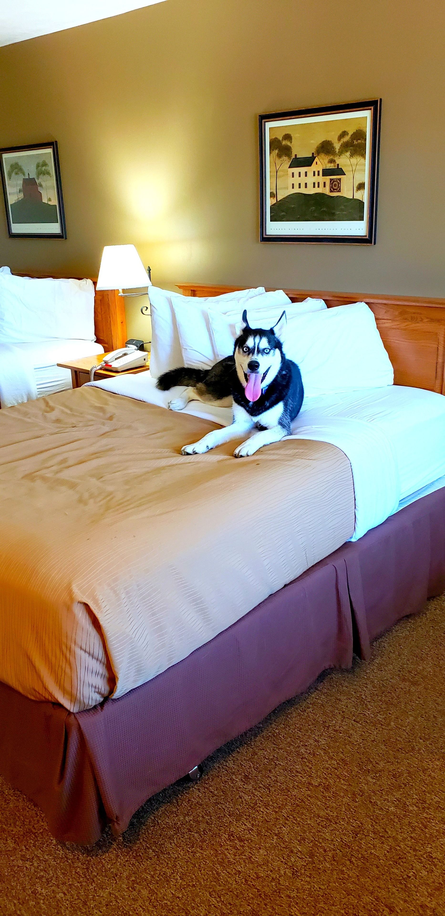 A hotel room with a bed, a lamp, a phone, and a framed picture on the wall.