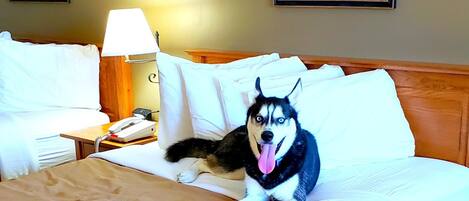 A hotel room with a bed, a lamp, a phone, and a framed picture on the wall.