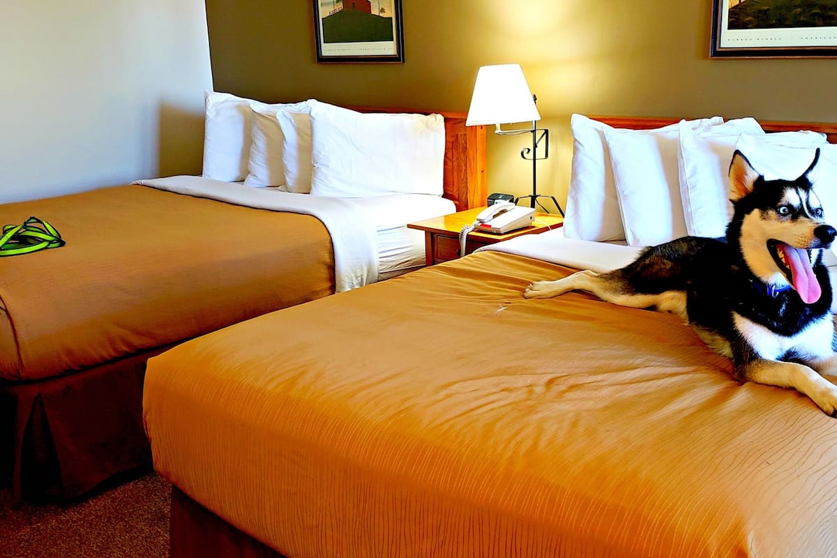 A hotel room with two beds, a nightstand with a lamp, and a dog on one of the beds.