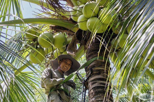 A person harvesting coconuts from a palm tree.
