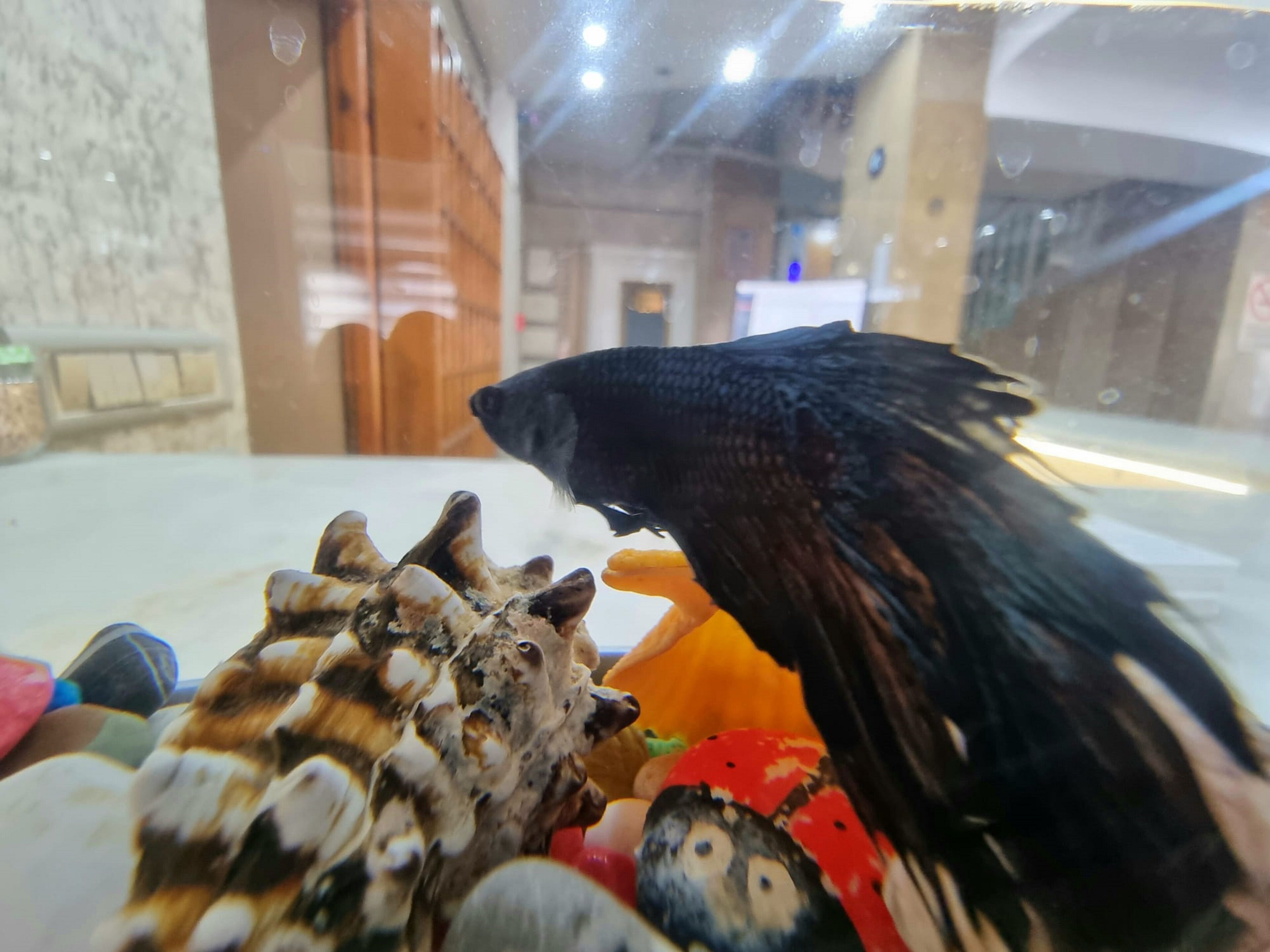 Foto - Perlo Hotel City