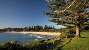 A coastal landscape with a sandy beach, a large pine tree, and a clear blue sky. - Reflections Bermagui - Holiday Park (Bermagui)