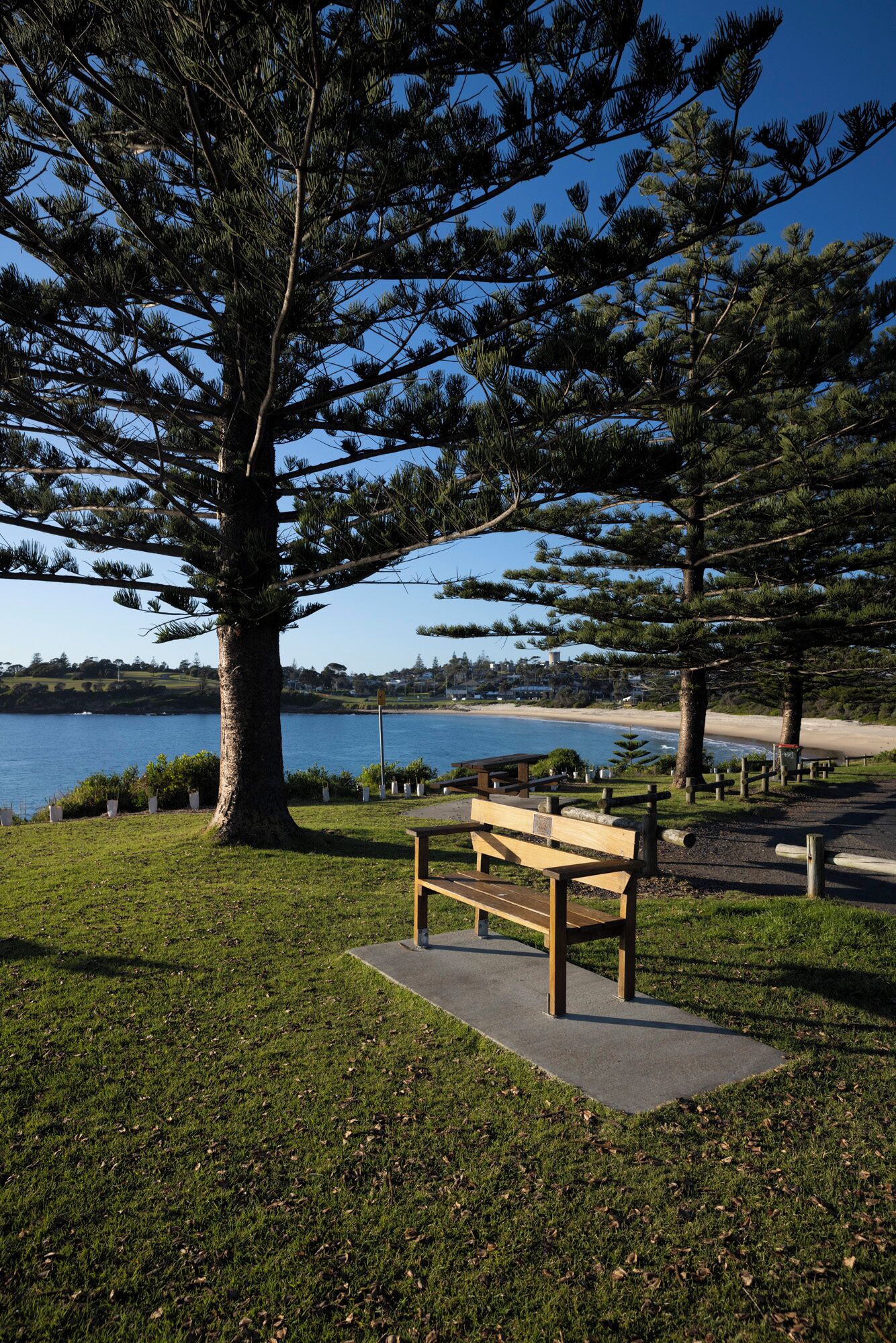 Ein Park mit einem großen Baum, einer Bank und Blick auf Strand und Wasser.