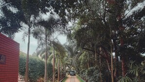 A pathway lined with trees and a brick wall on one side. - Garcinia Leaf (Hikkaduwa)