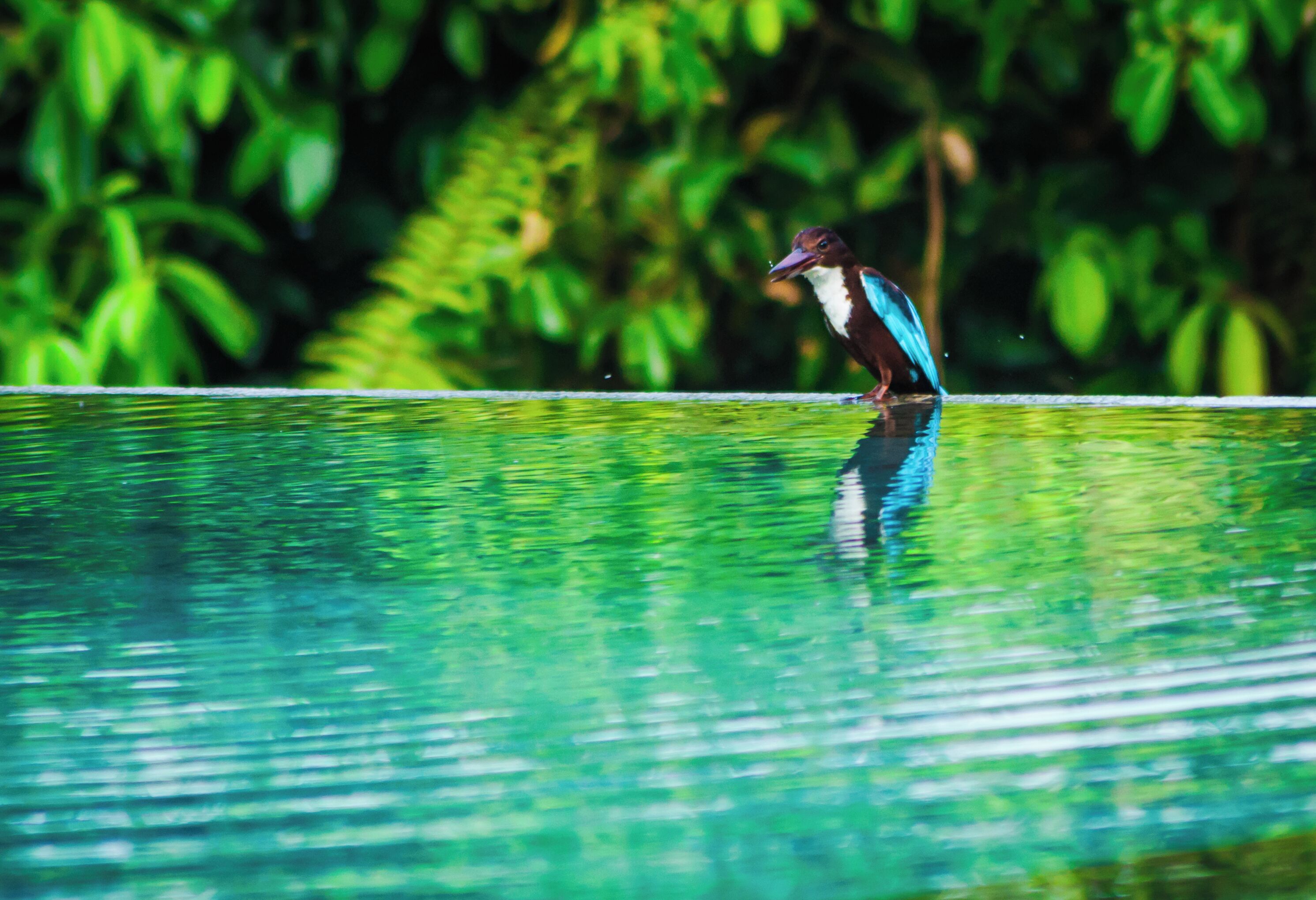 A bird standing on the edge of a reflective water surface.