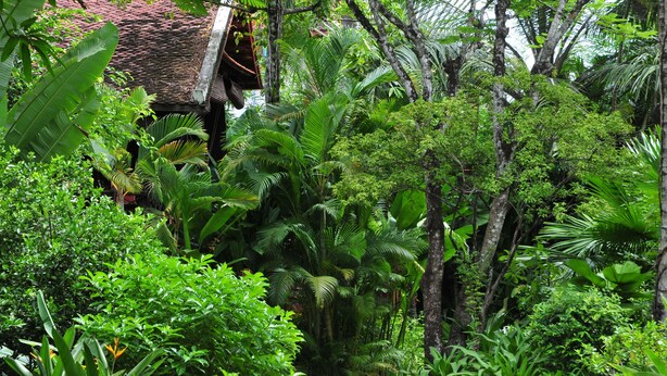 Un exuberante jardín con diversas plantas tropicales y un sendero que conduce a un edificio de techo con tejas.