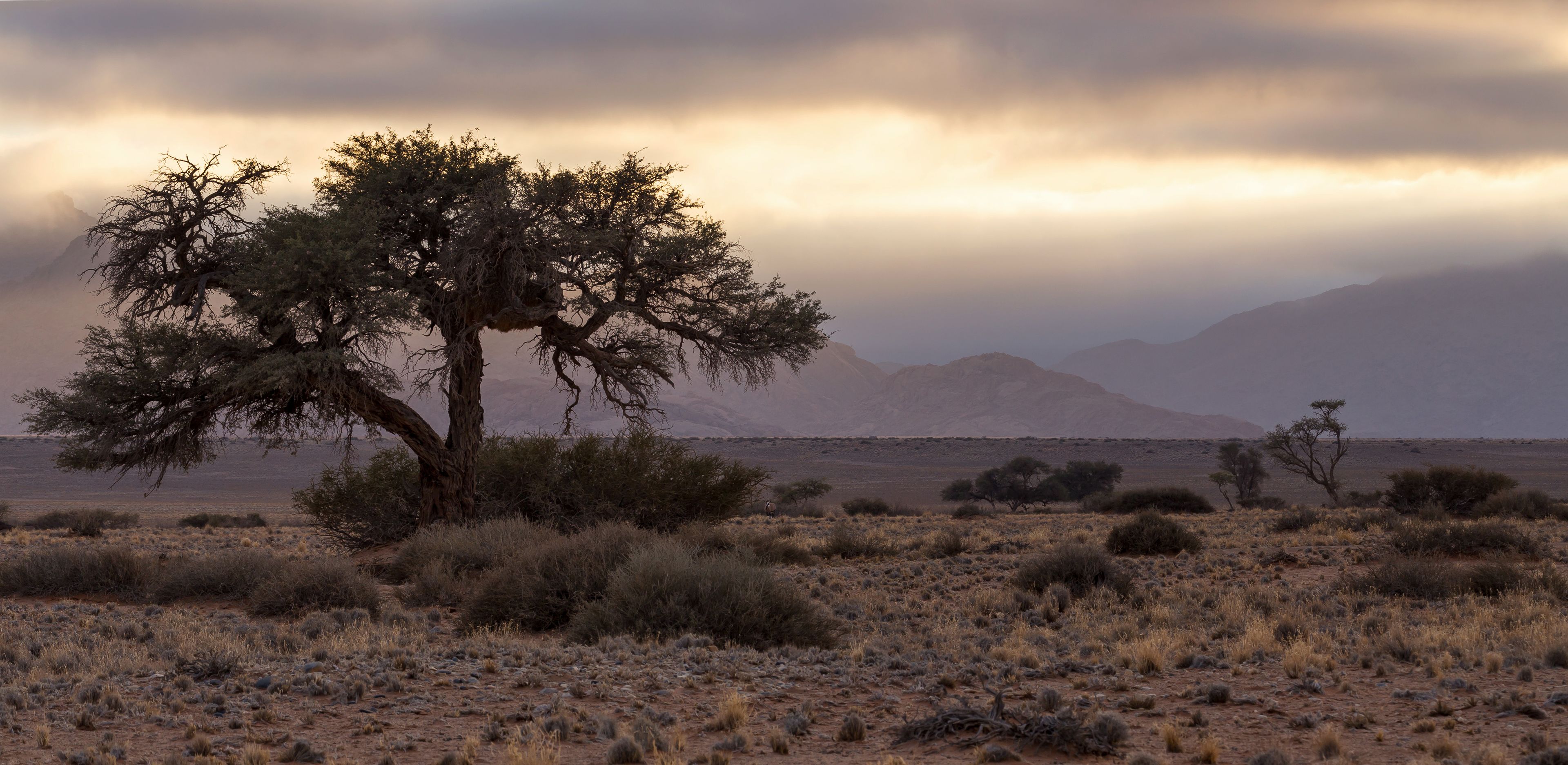 A desert landscape with sparse vegetation and a prominent tree in the foreground.
